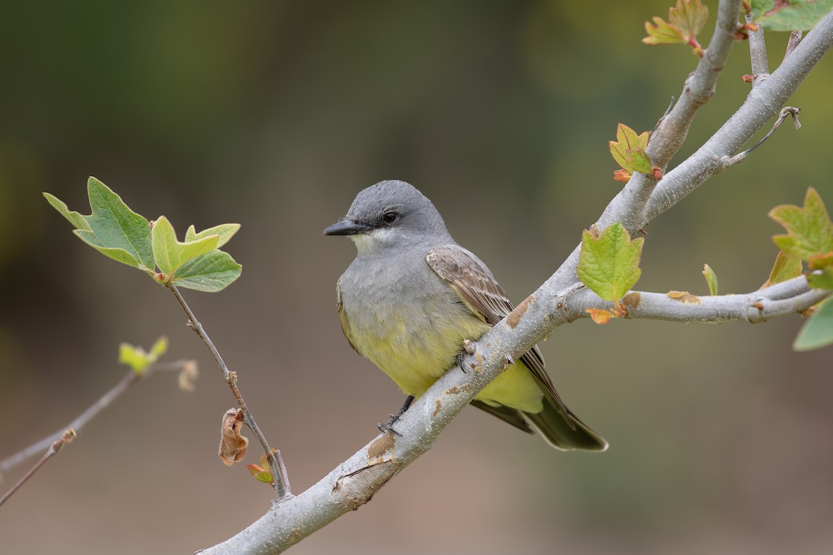 Cassin's Kingbird - ML646386579