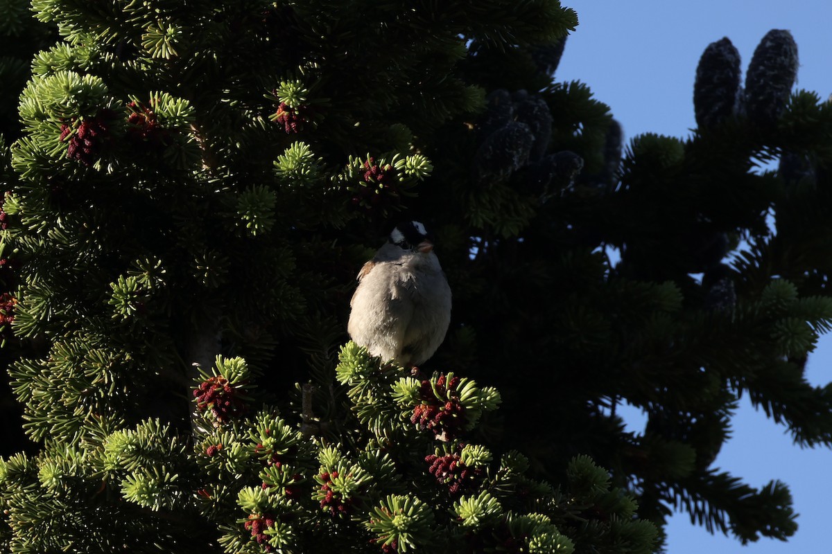 White-crowned Sparrow - ML646386583