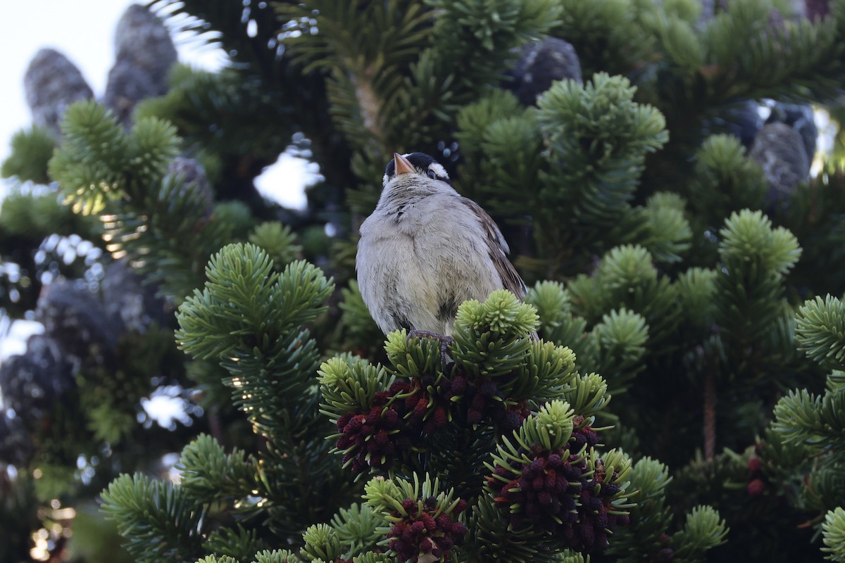 White-crowned Sparrow - ML646386584