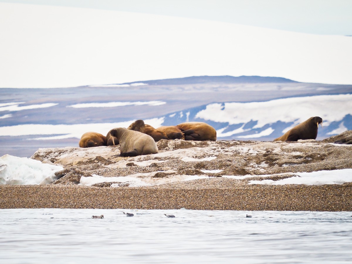 Northern Fulmar - ML646386585