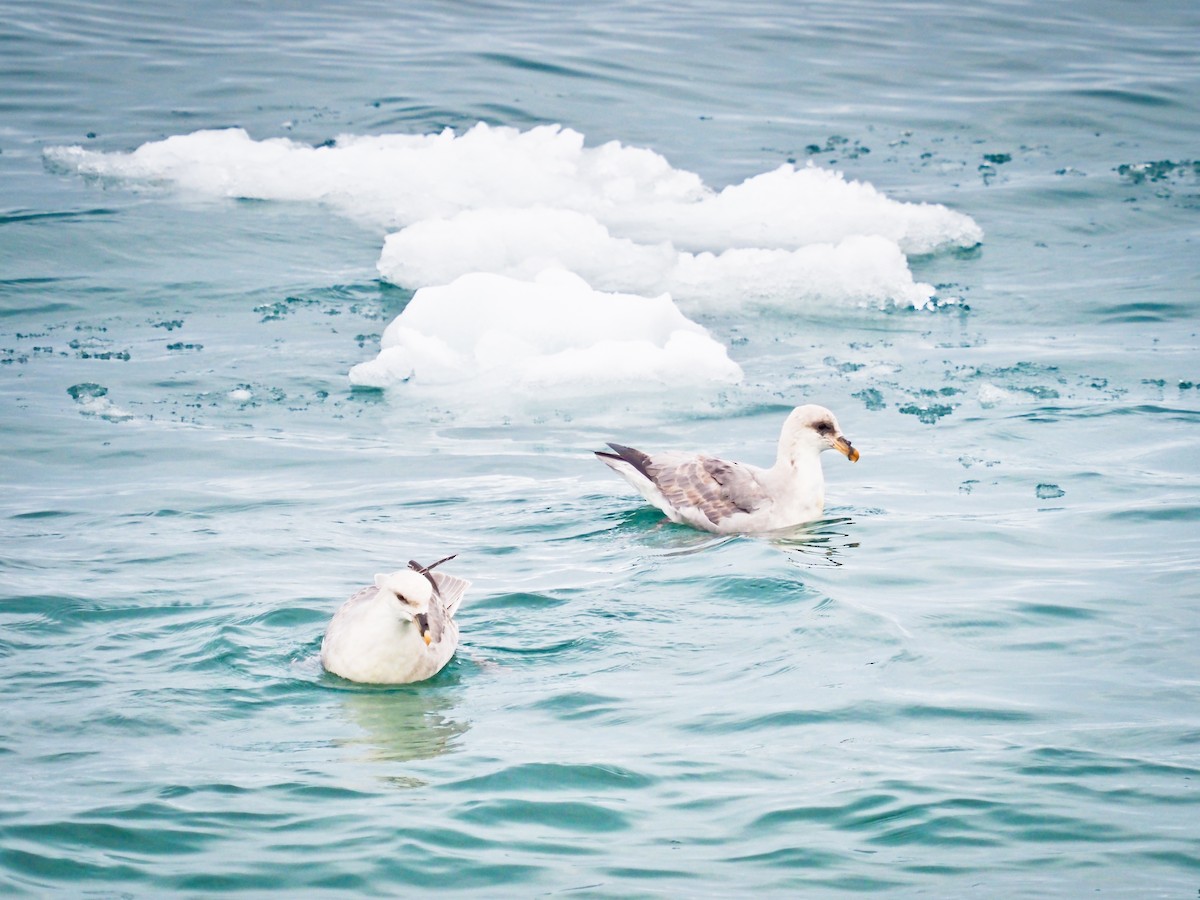 Northern Fulmar - ML646386586