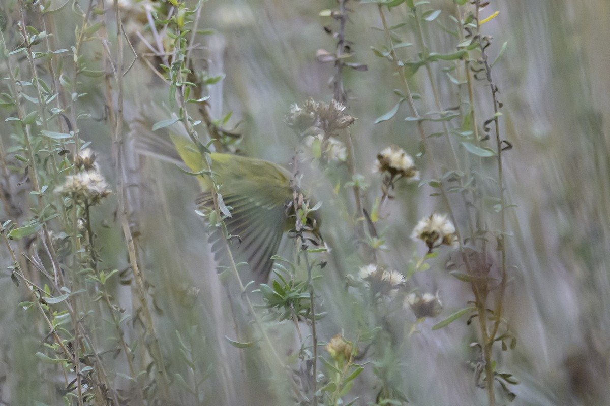 Reinita Coroninaranja - ML646386587