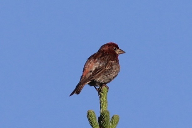 Cassin's Finch - ML646386588