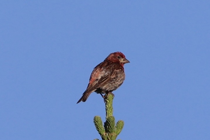 Cassin's Finch - ML646386589