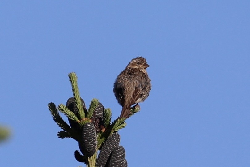 Cassin's Finch - ML646386590