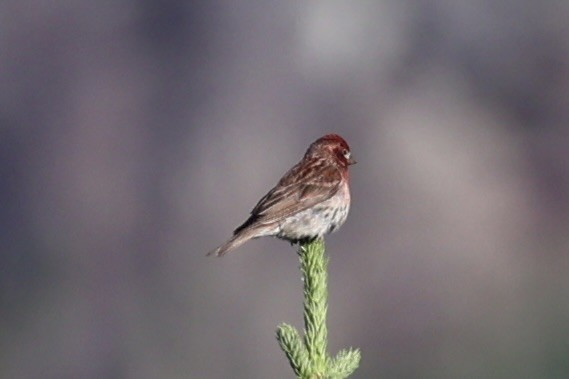 Cassin's Finch - ML646386591