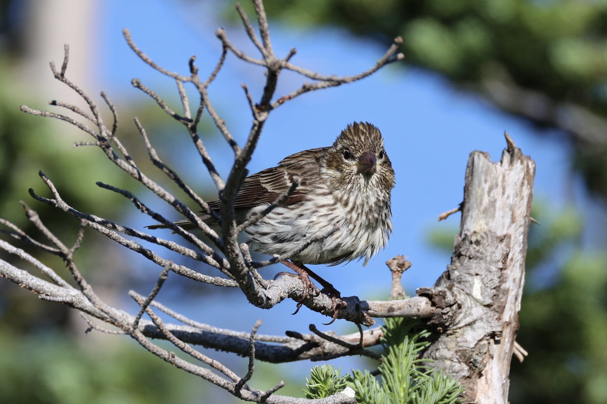 Чечевиця рожевовола - ML646386592