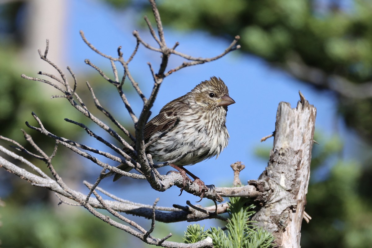 Чечевиця рожевовола - ML646386593