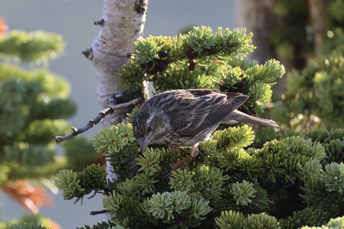 Чечевиця рожевовола - ML646386594