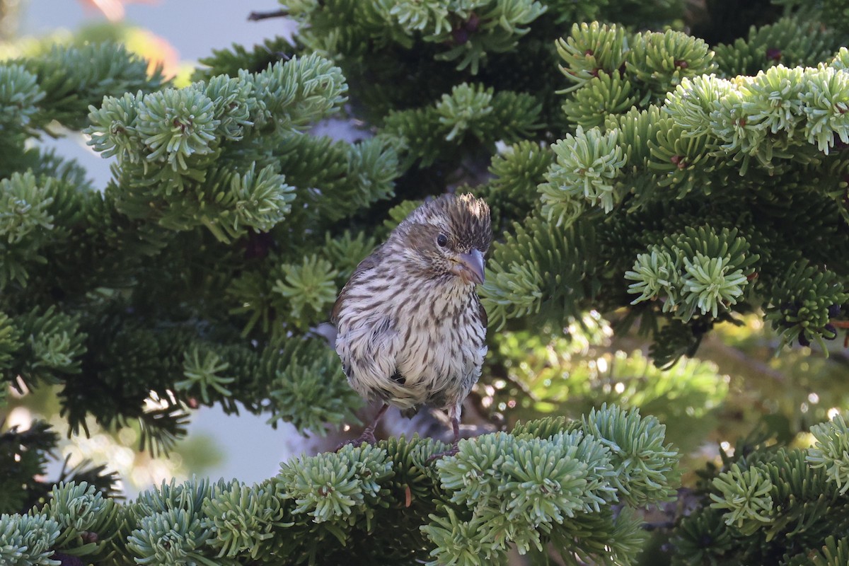 Чечевиця рожевовола - ML646386595