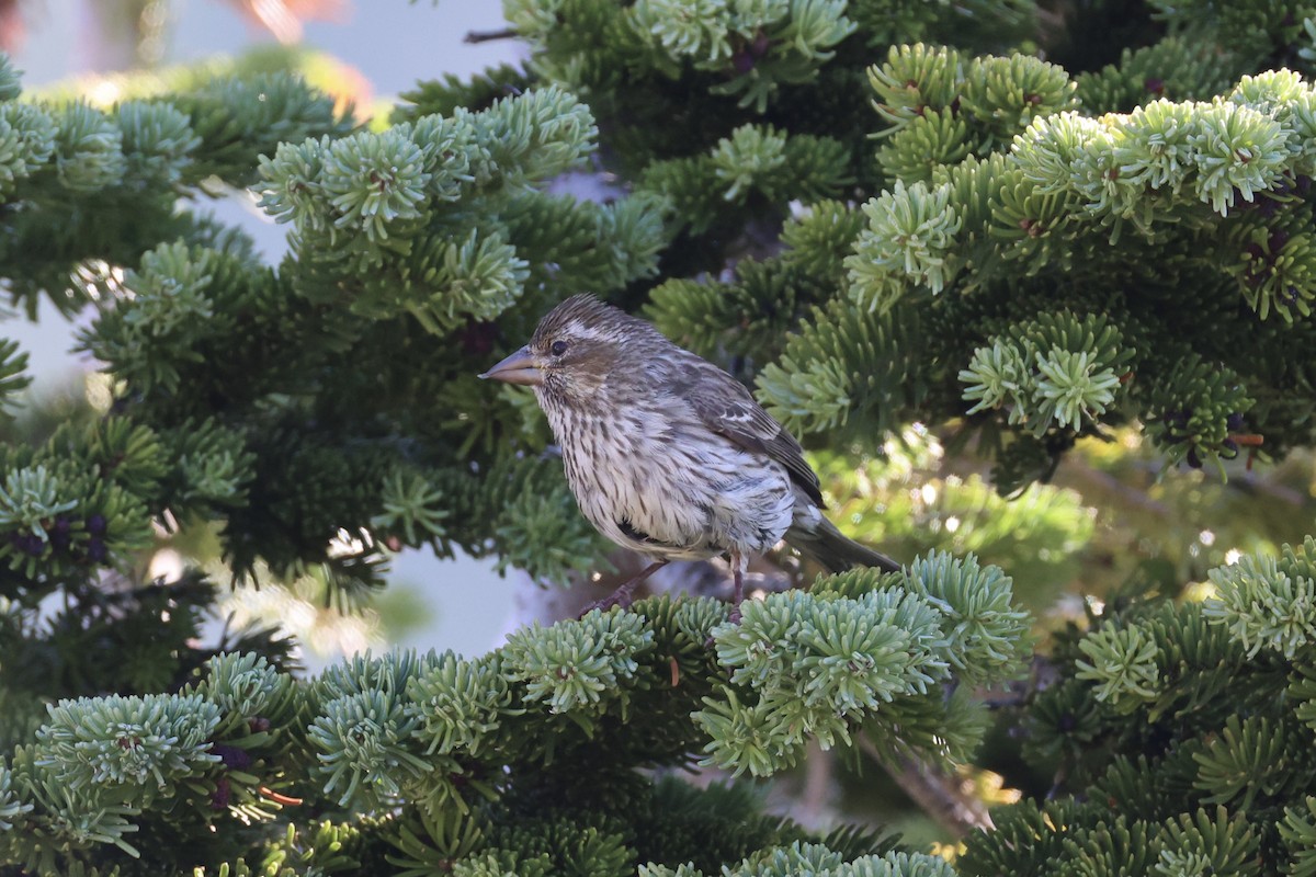 Чечевиця рожевовола - ML646386596