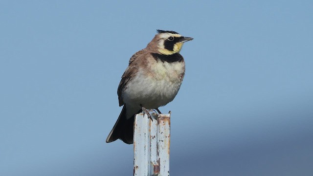Horned Lark - ML646386597