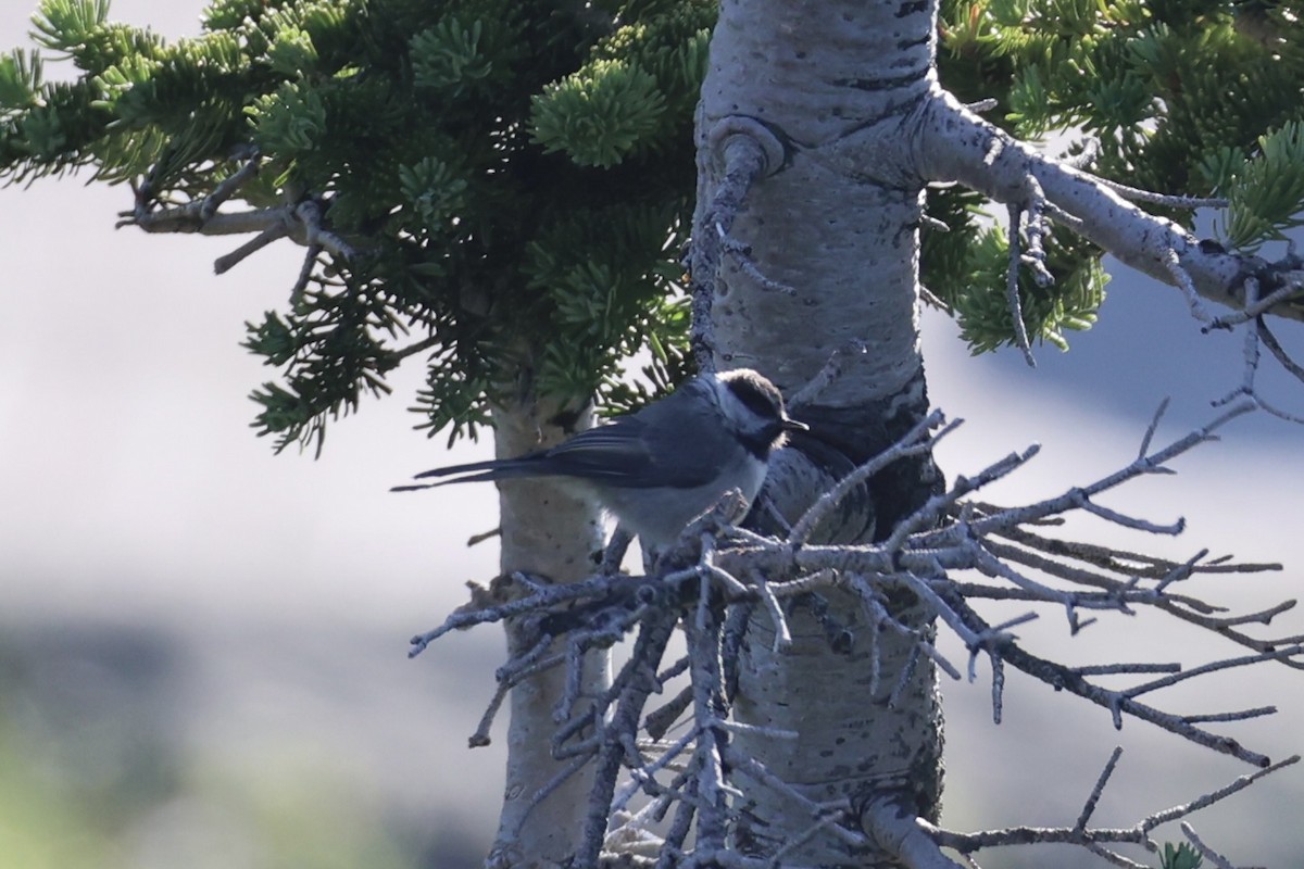 Гаїчка гірська - ML646386598