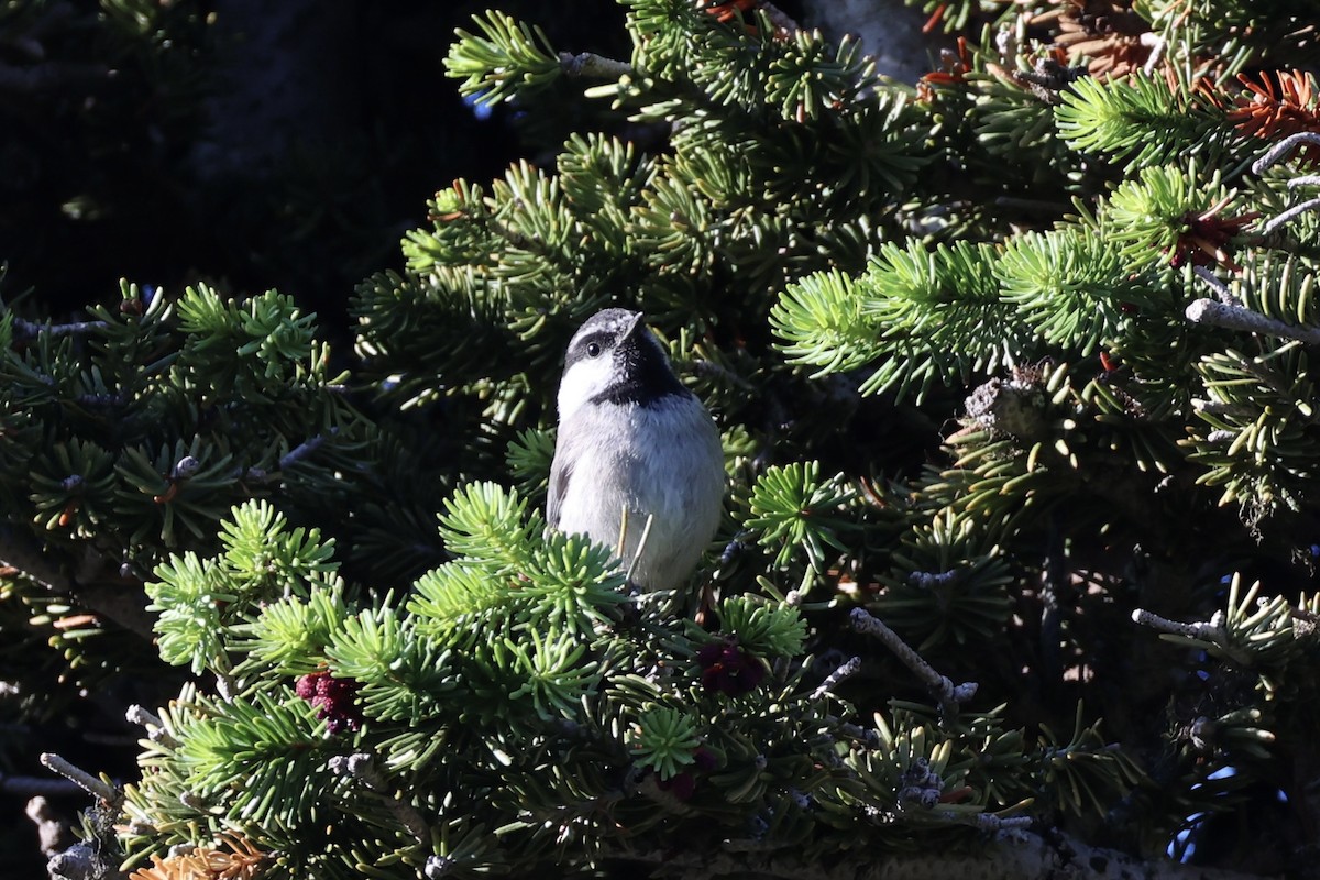 Гаїчка гірська - ML646386599