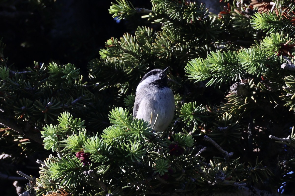 Гаїчка гірська - ML646386600