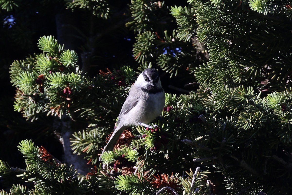 Гаїчка гірська - ML646386601