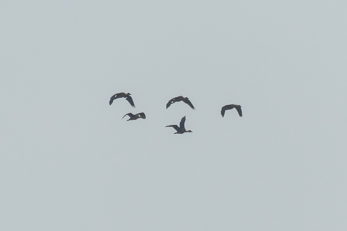 Fulvous Whistling-Duck - ML646386604