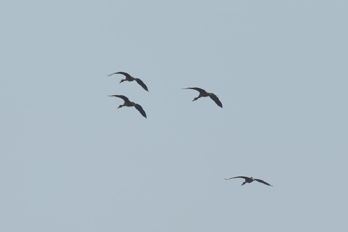 Fulvous Whistling-Duck - ML646386605