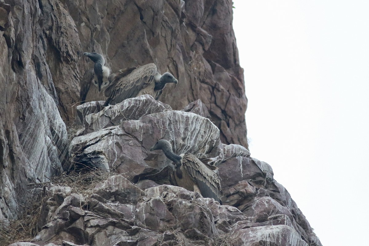 Сип індійський - ML646386609