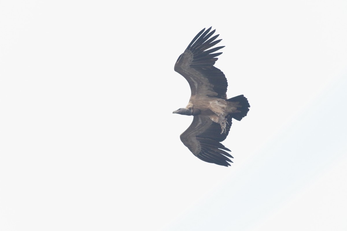 Сип індійський - ML646386610