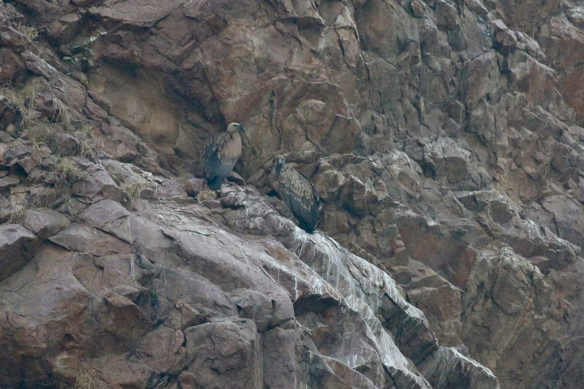 Сип індійський - ML646386612