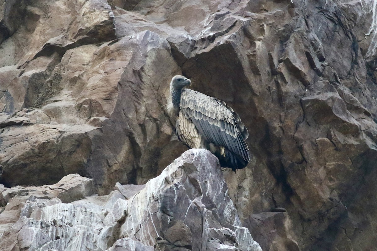 Сип індійський - ML646386613