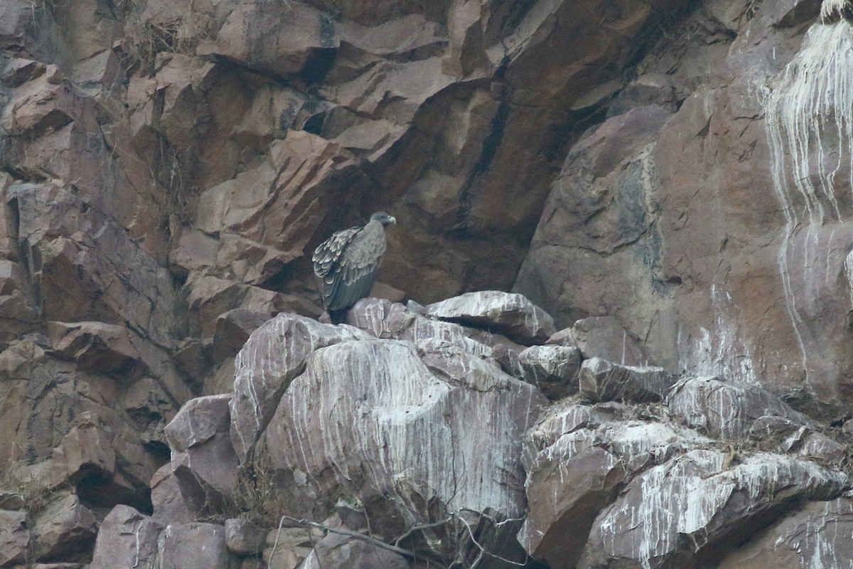 Сип індійський - ML646386614