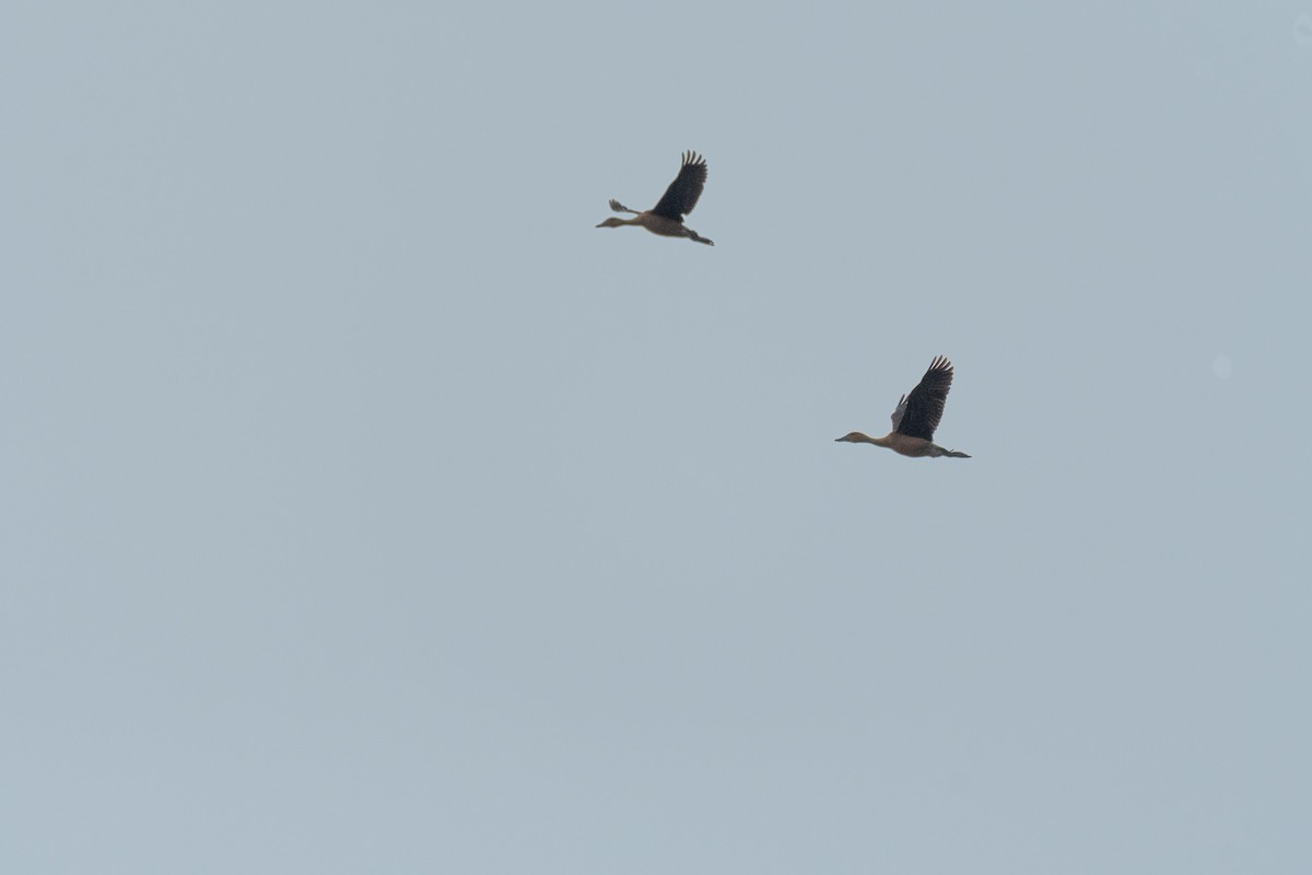 Fulvous Whistling-Duck - ML646386615