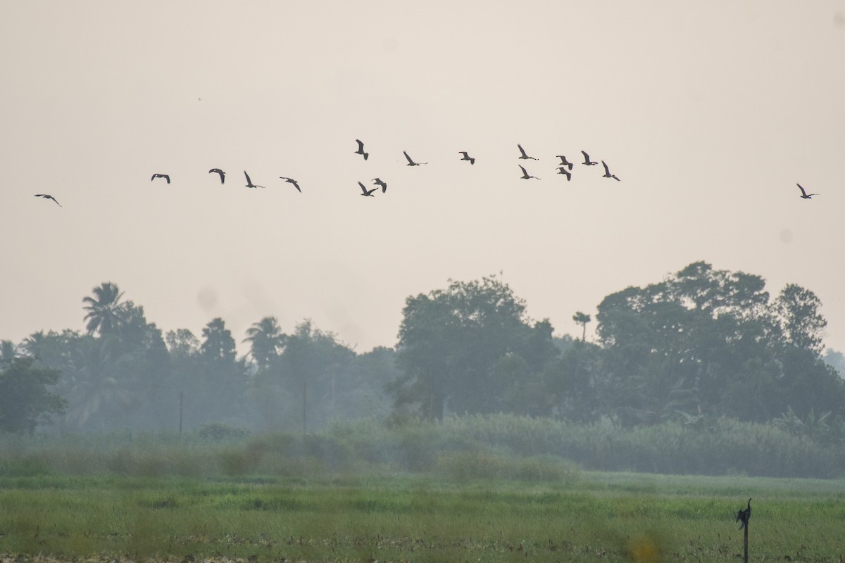Fulvous Whistling-Duck - ML646386616