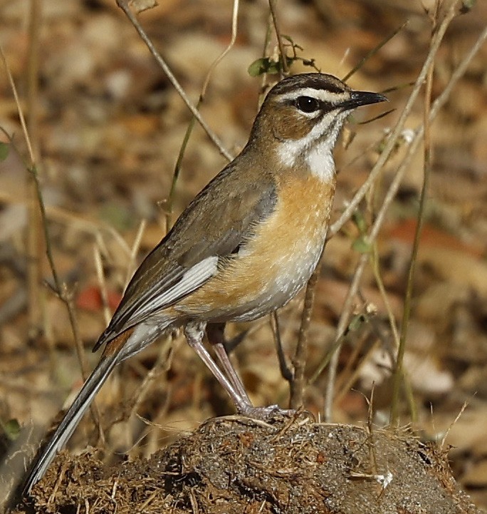 Альзакола білогорла - ML646386617