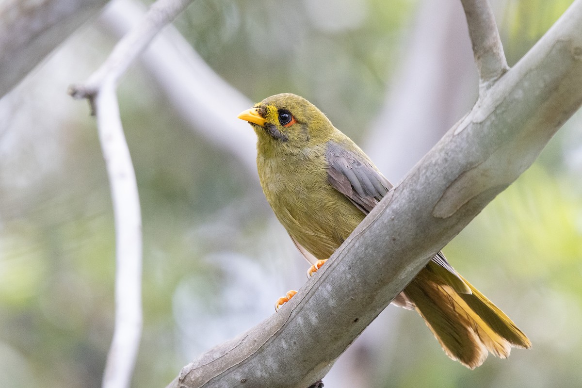 Bell Miner - ML646386618