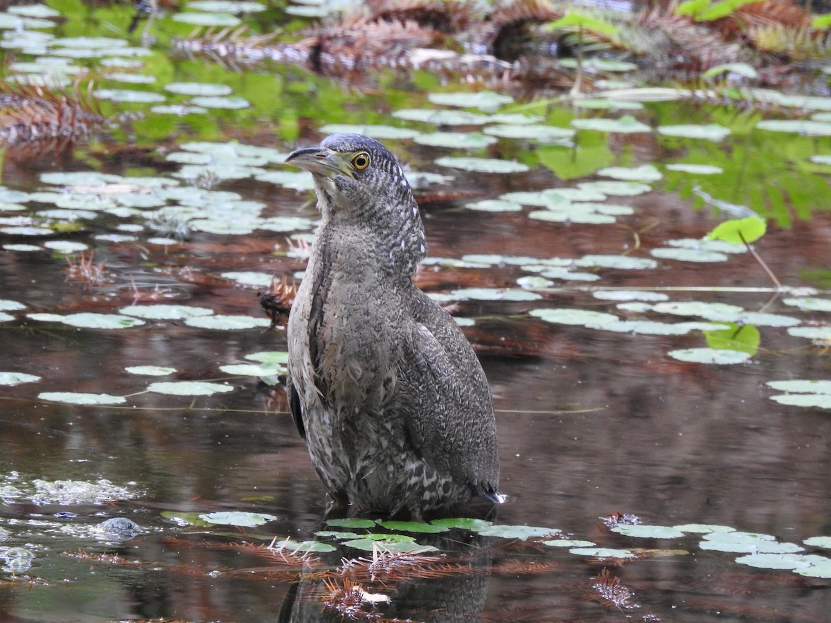 Malayan Night Heron - ML646386619