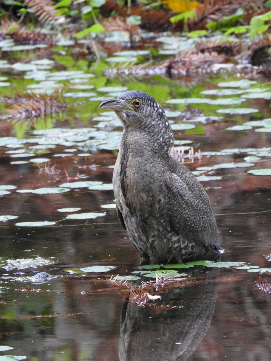 Malayan Night Heron - ML646386620