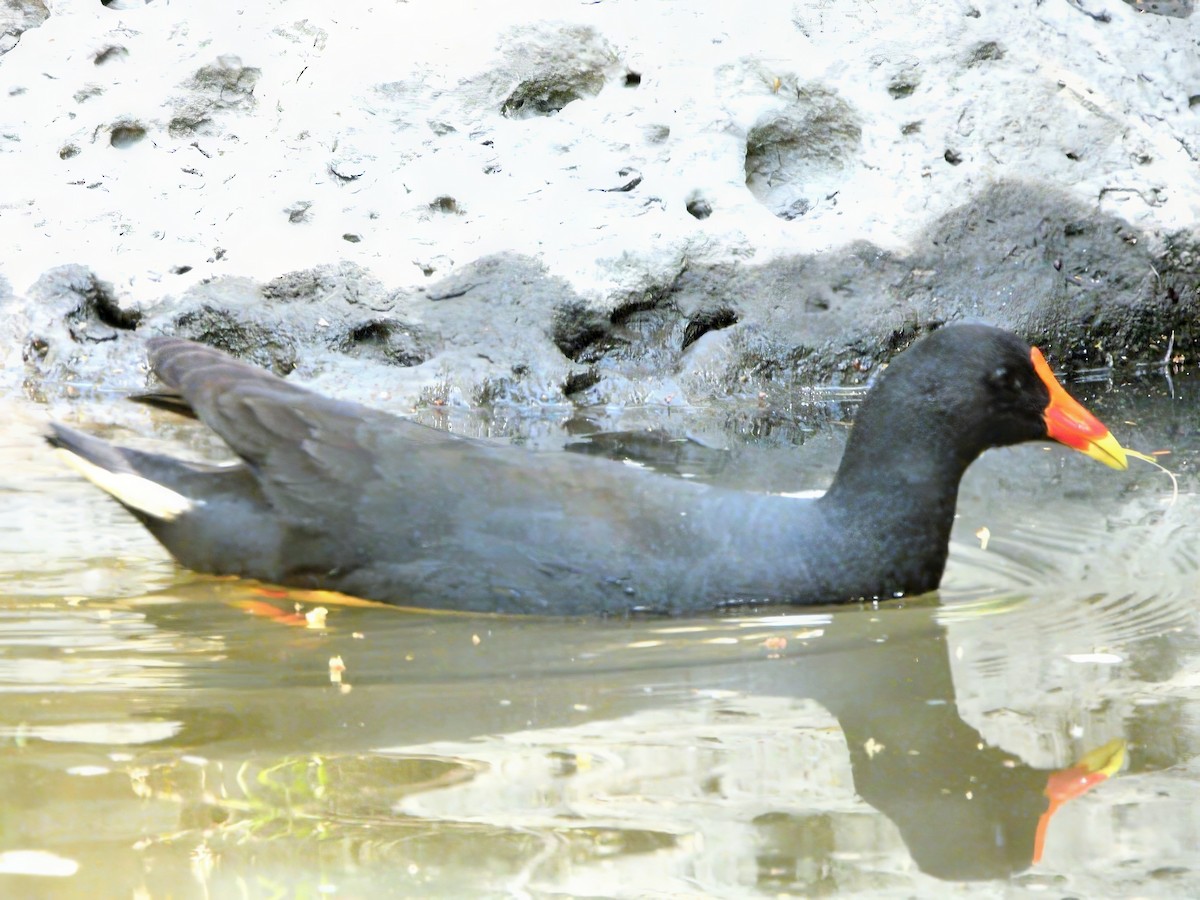 Курочка чорна - ML646386621