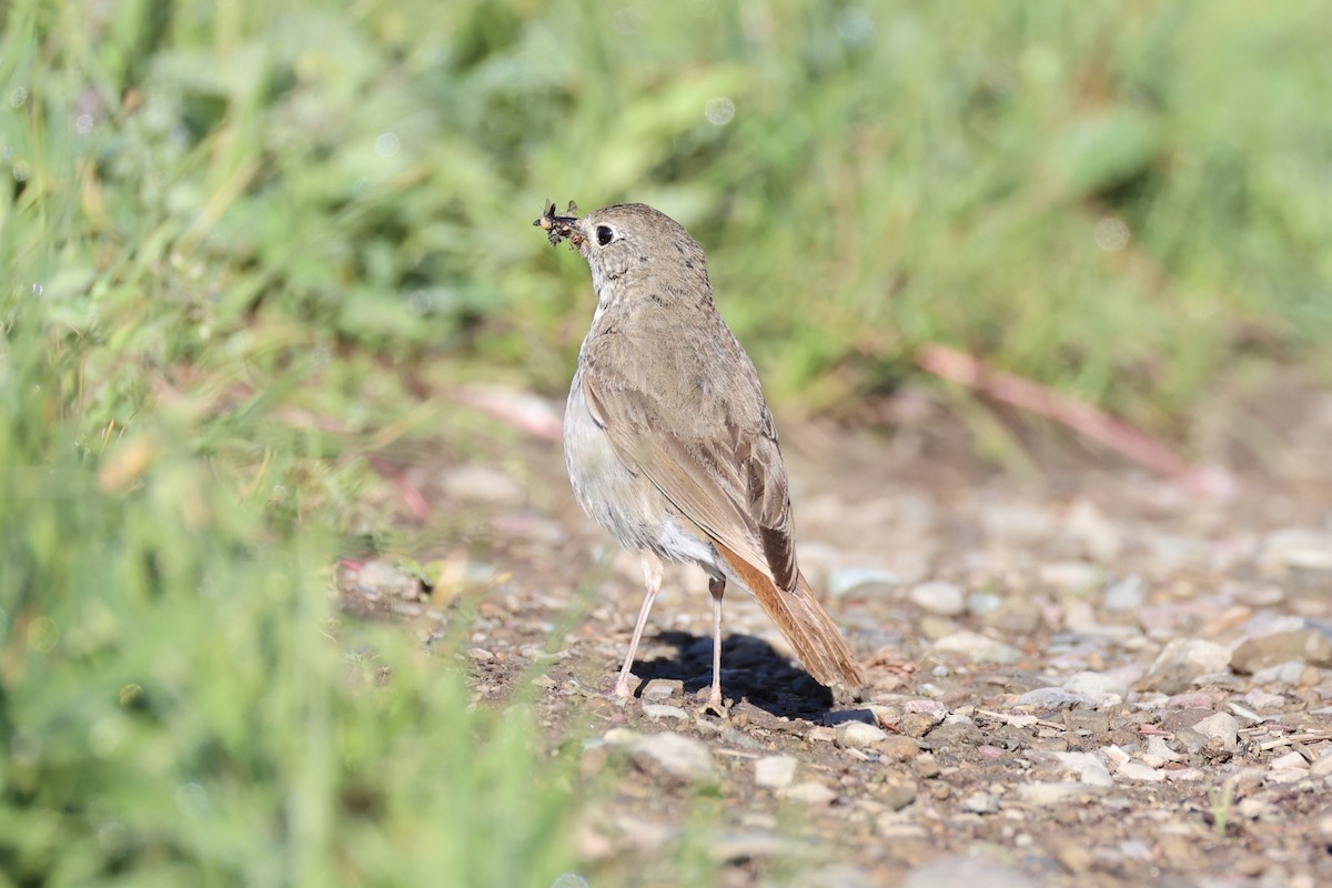 Дрізд мандрівний - ML646386623