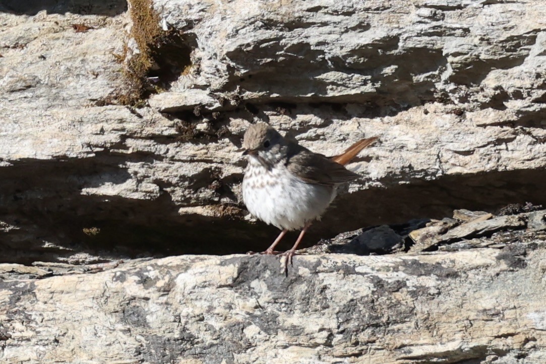 Дрізд мандрівний - ML646386624