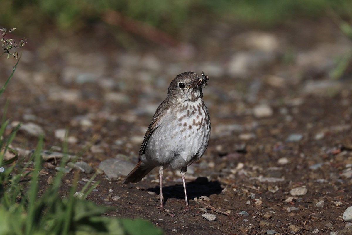 Дрізд мандрівний - ML646386625
