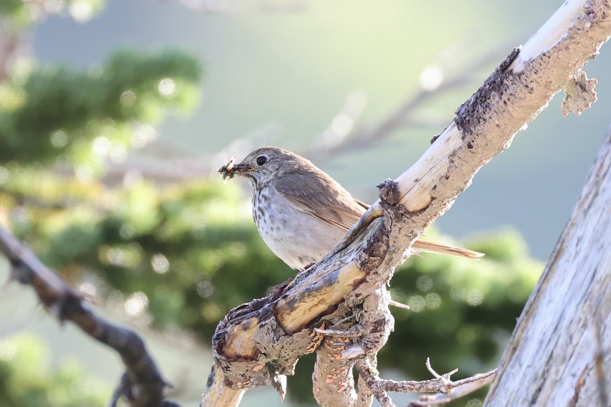 Дрізд мандрівний - ML646386626