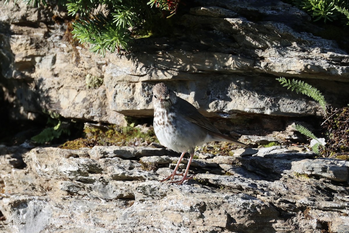Дрізд мандрівний - ML646386627