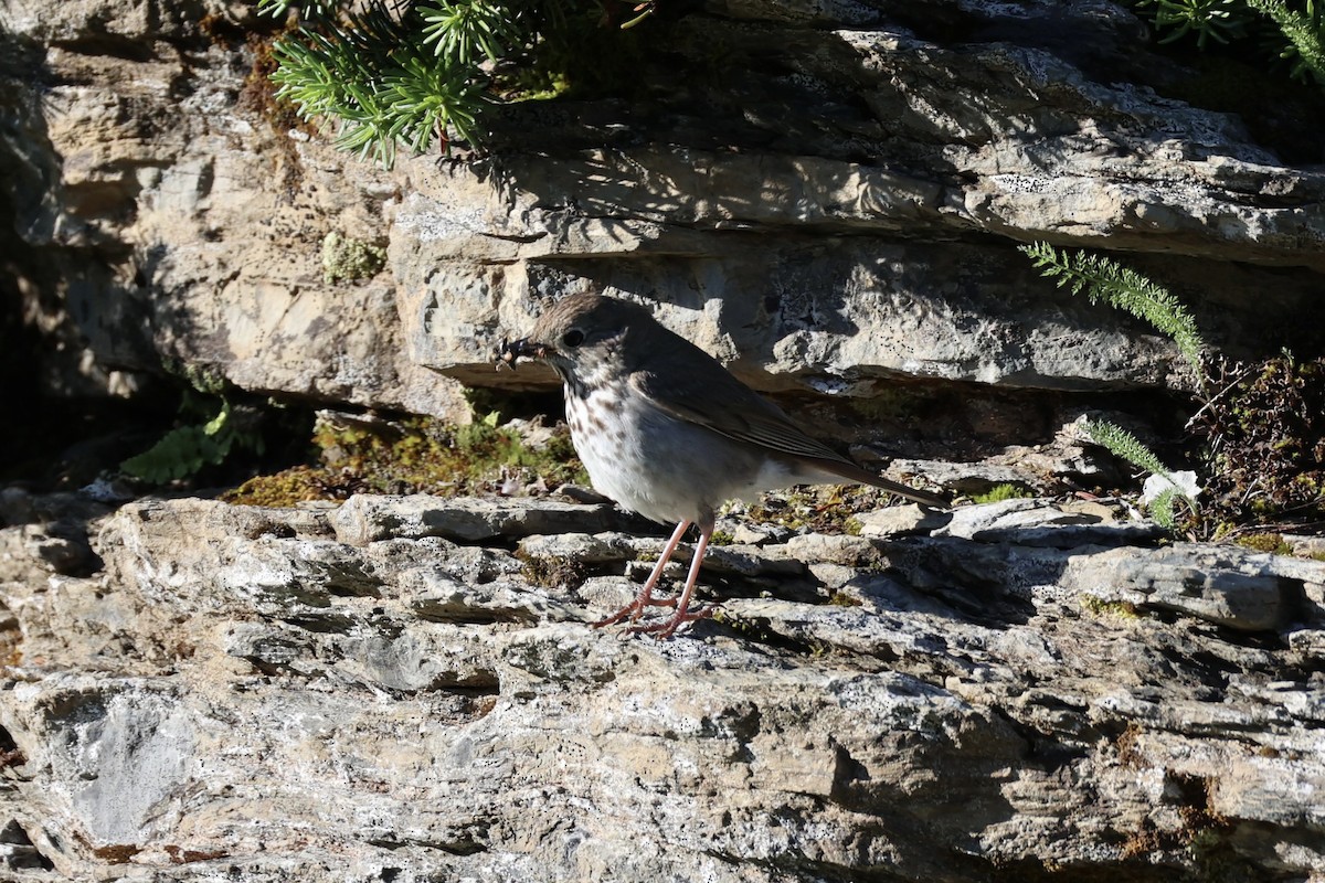 Дрізд мандрівний - ML646386628