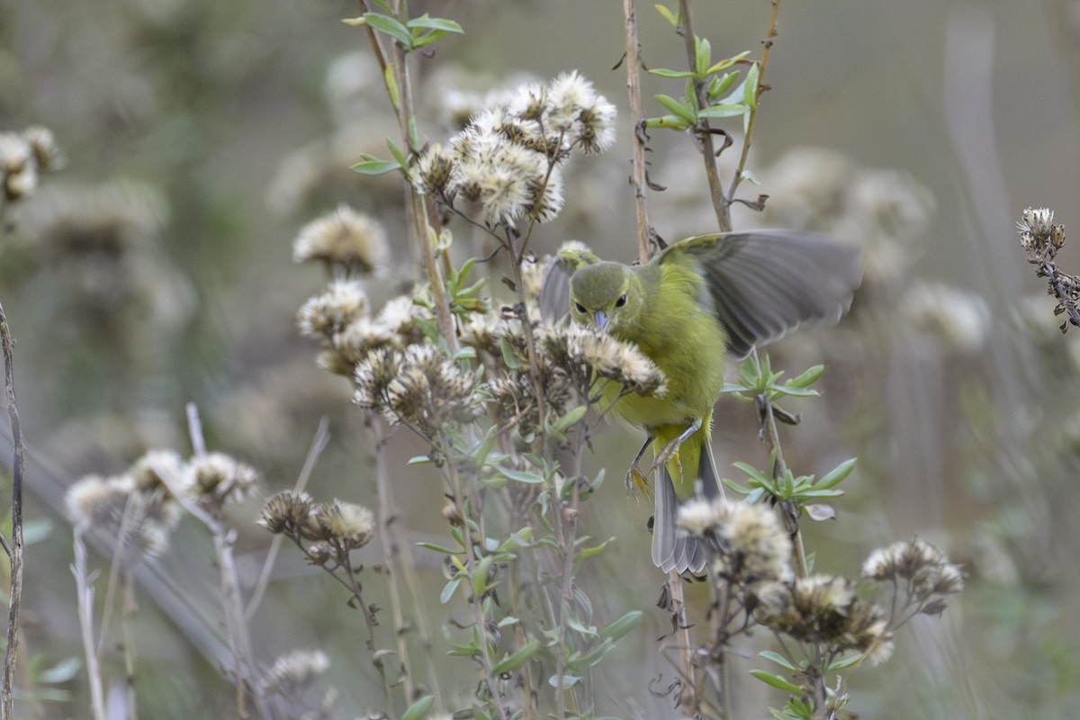Червоїд оливковий - ML646386629