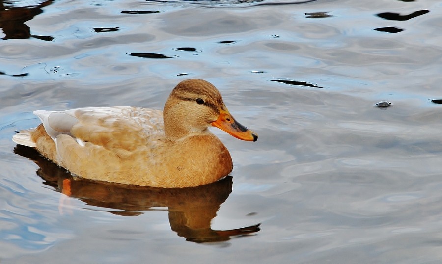 Крижень звичайний - ML646386630