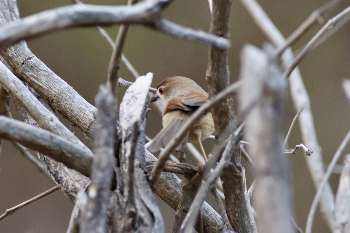 Желтоглазый рогозник - ML646386631