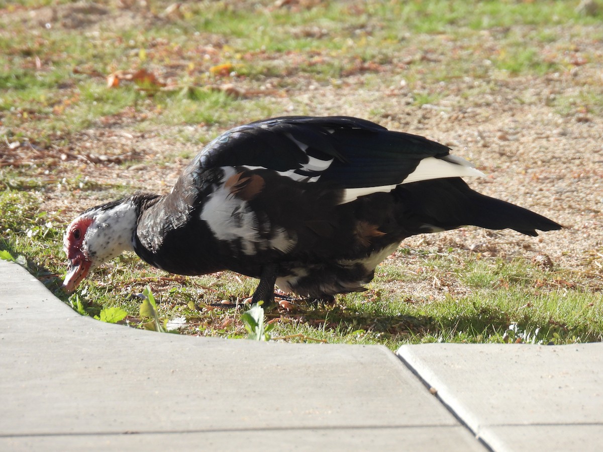 Muscovy Duck (Domestic type) - ML646386632