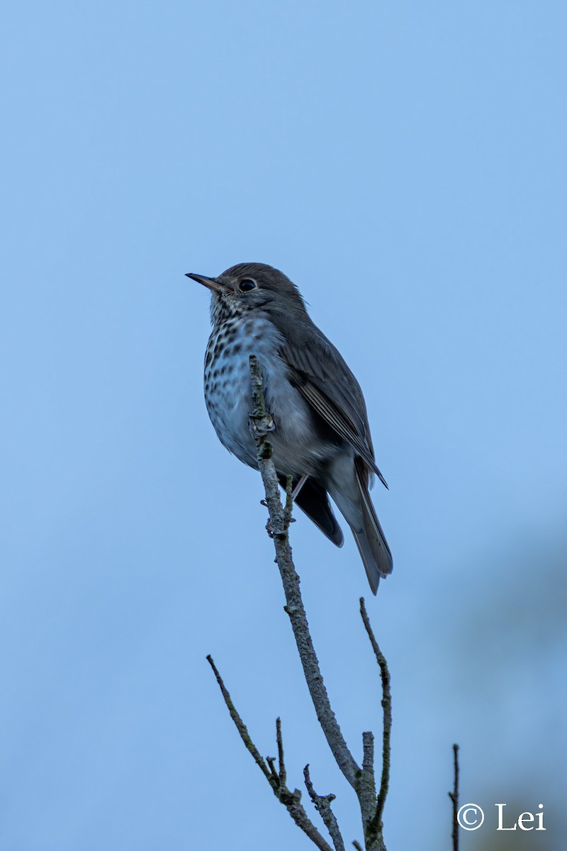 Zorzalito Colirrufo - ML646386635