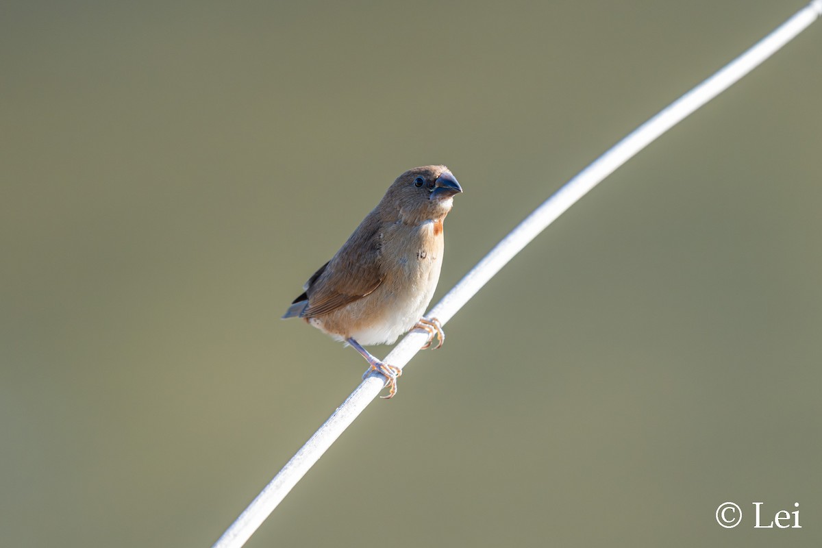 Capuchino Punteado - ML646386641