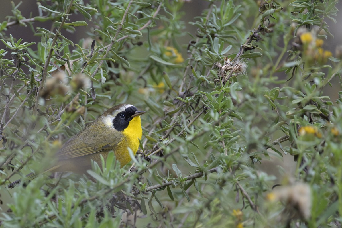 Mascarita Común - ML646386642