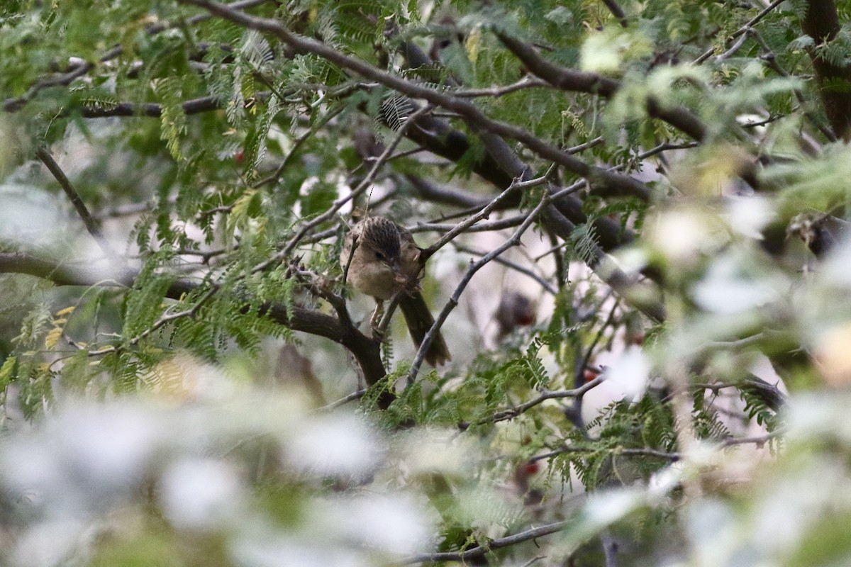 Длиннохвостая дроздовка - ML646386644