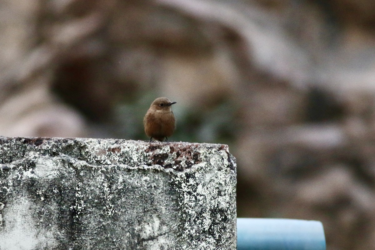 Бурая чернохвостка - ML646386645