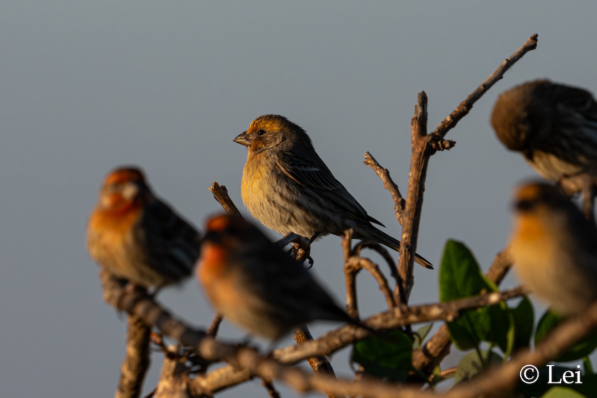 Camachuelo Mexicano - ML646386646